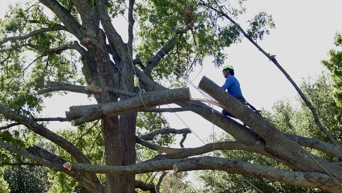 Professional Crown Thinning performed by certified arborists in Diamond City