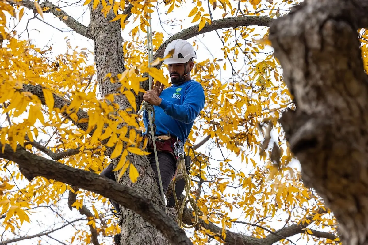 Skilled Tree Disease Treatment crew working in Diamond City